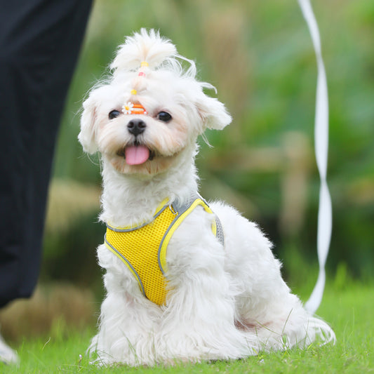 Corde de Traction pour Chat – Harnais de Poitrine Anti-Fuite